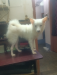 Japanese Spitz